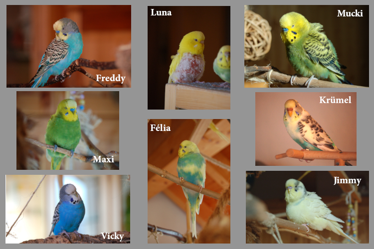 Fotos Wellensittiche
